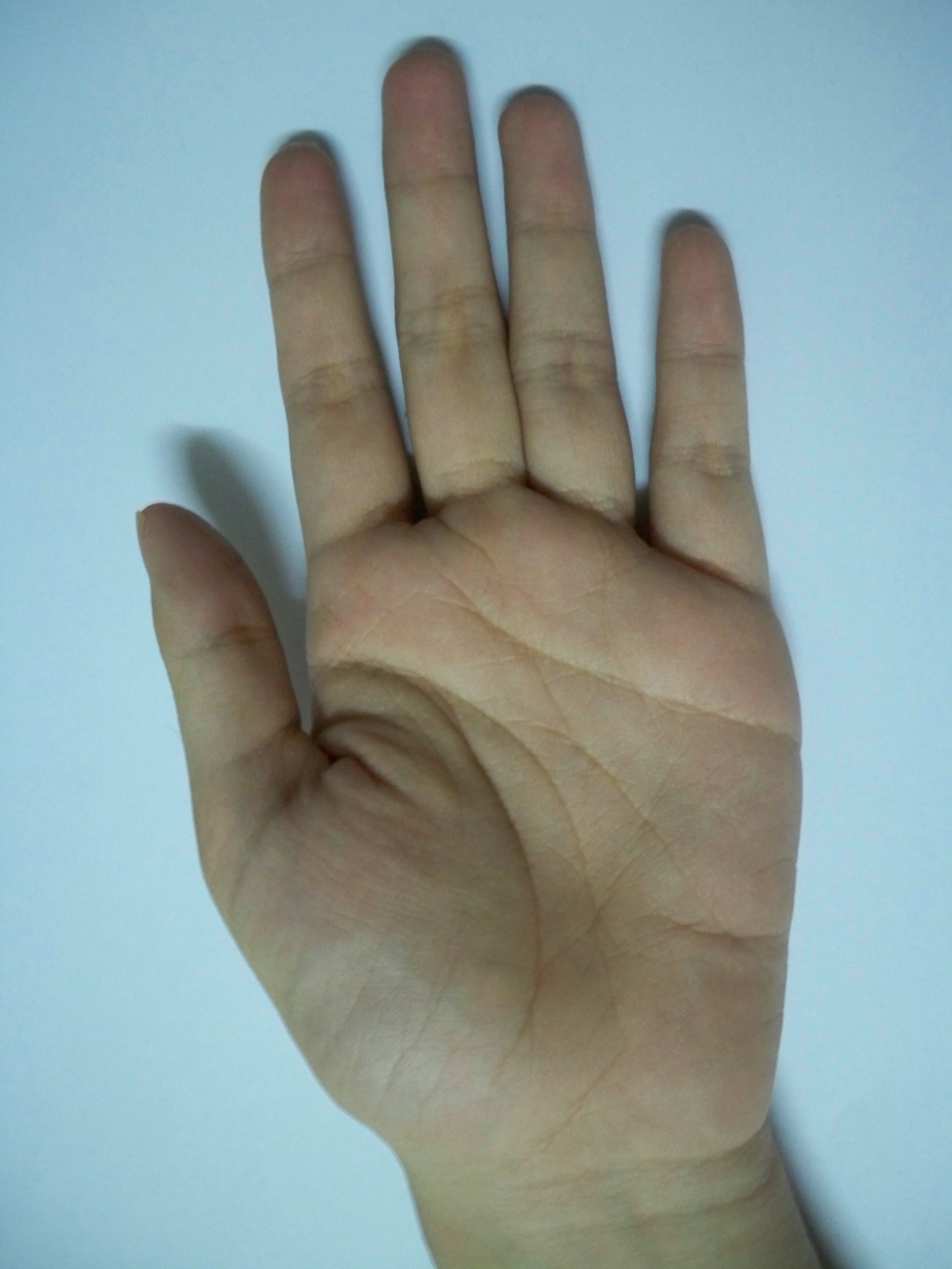 lefthand palm.JPG